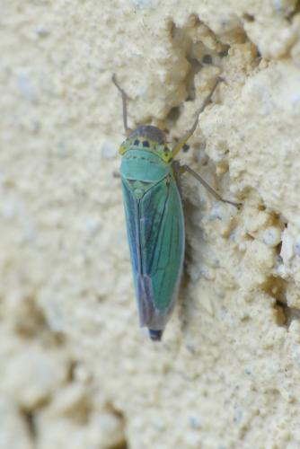 Réf. 295 568 : Cicadella viridis